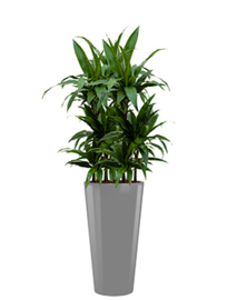 Dracaena Janet Craig + ronde hoogglans kunststof plantenbak L35xB35xH70 (zilver)