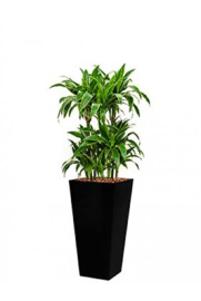 Dracaena Arturo (Drakenboom) + vierkante hoogglans kunststof plantenbak L35xB35xH70 (zwart)