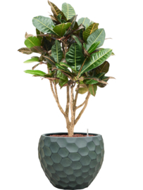 PLANT IN POT! Croton (Codiaeum) variegatum in aangeplante plantenbak 'Tortu' | kleur: Forest Green | D 40 x H 100-110 cm