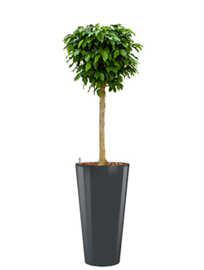 Ficus Benjamina Colummar + hoogglans kunststof plantenbak D37xH70 (antraciet)