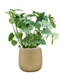 Keramiek plantenbak 'Illy' hoogglans cremewit  Ø56 x H56 cm