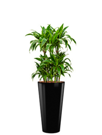 Ronde hoogglans kunststof plantenbak D37xH70  (zwart) + Dracaena Arturo (Drakenboom) 