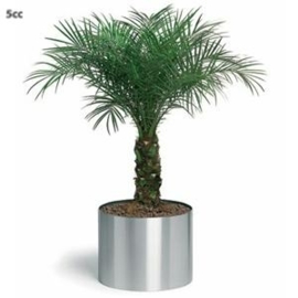 RVS plantenbak, cilindervorm 'Andor' op ring Ø80 x H52cm