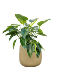 Keramiek plantenbak 'Illy' hoogglans cremewit  Ø56 x H56 cm
