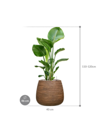 PLANT IN POT! Strelitzia Nicolai in aangeplante plantenbak 'Alps' | D46 x H113 cm