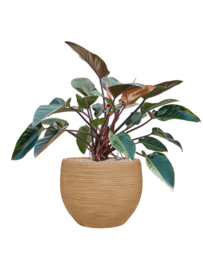 Ronde Fiberclay bloembak 'Sandflow' | kleur: Brown Beige | Ø 50 x H 38 cm