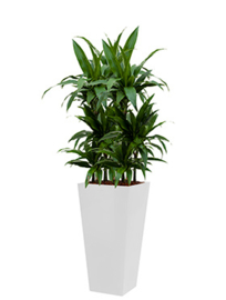Dracaena Janet Craig + vierkante hoogglans kunststof plantenbak L35xB35xH70 (wit)