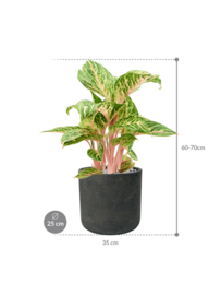 Aglaonema 'Coco Melon' in aangeplante plantenbak H60/70 x B35 cm