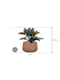 PLANT IN POT! Ficus elastica 'Abidjani aangeplante plantenbak 'Ito' | kleur: Terra | D 40 x H 50-60 cm