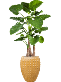 Keramiek plantenbak  'Lucia' glanzend geel Ø44 x H55 cm
