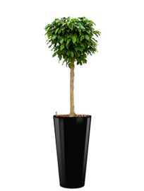 Ficus Benjamina Colummar + hoogglans kunststof plantenbak D37xH70 (zwart)