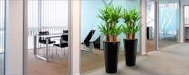 Ronde hoogglans kunststof plantenbak D37xH70  (zwart) + Dracaena Arturo (Drakenboom) 