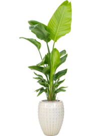 Keramiek plantenbak  'Lucia' creme D54 x H67 cm