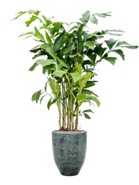 Keramiek plantenbak 'Milou' Active Green  Ø38 x H50 cm