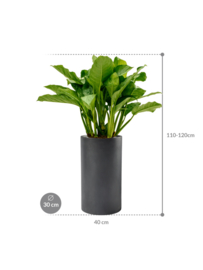 Aglaonema 'Freedman' in aangeplante plantenbak H110 x B40 cm