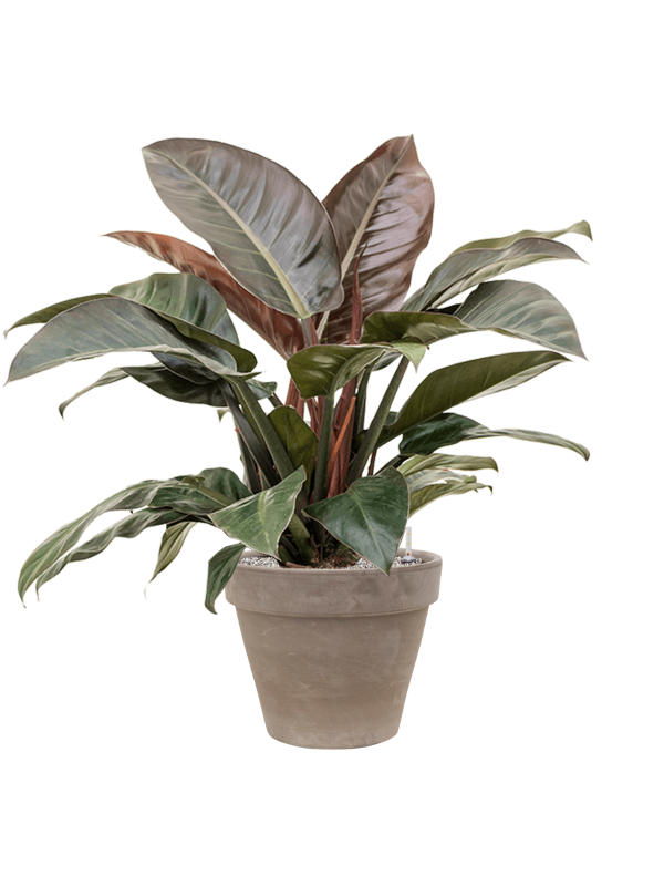 Handgemaakte Terracotta bloempot `Vaso Isabella` grijs Ø49xH41