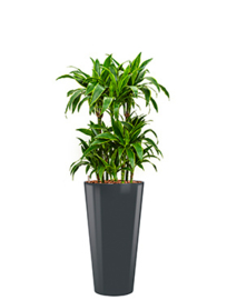 Ronde hoogglans kunststof plantenbak D37xH70  (antraciet) + Dracaena Arturo (Drakenboom)  