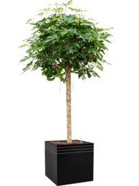 Design plantenbak 'Aston' L 48 x B 48 x H 48 cm (inclusief wielplateau en inzetbak)
