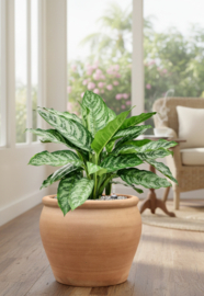 PLANT IN POT! Aglaonema 'Chantal' - Chinese Evergreen in aangeplante terracotta pot H70 x B42 cm
