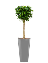 Ficus Benjamina Colummar + hoogglans kunststof plantenbak D37xH70 (aluminium)