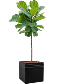Design plantenbak 'Aston' L 48 x B 48 x H 48 cm (inclusief wielplateau en inzetbak)