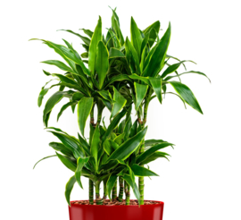 Dracaena Arturo (Drakenboom) + vierkante hoogglans kunststof plantenbak L35xB35xH70 (rood)