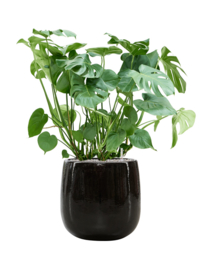 Keramiek plantenbak 'Illy' zwart hoogglans lak  Ø43 x H43 cm