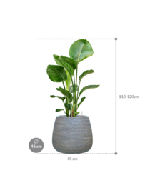 PLANT IN POT! Strelitzia Nicolai in aangeplante plantenbak 'Alps' | D46 x H113 cm