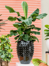 Keramiek plantenbak  'Lucia' glanzend zwart D54 x H67 cm