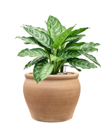 Aglaonema 'Chantal' in aangeplante terracotta pot | Grondcultuur (Vulkastrat)