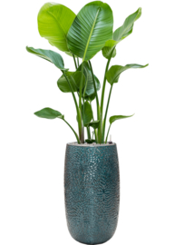 Keramiek plantenbak 'Eliza' hoogglans lak  Ø36 x H63 cm