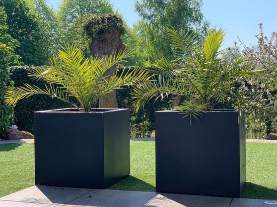 Vierkante polyester plantenbak 80x80x80 cm met Phoenix Canariensis - Canarische Dadelpalm