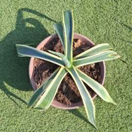 Agave Planten 2 stuks