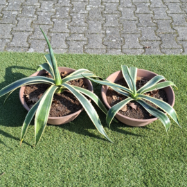 Agave Planten 2 stuks