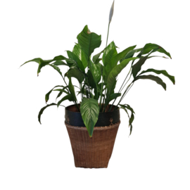 Vintage Rijstmand - Prullenbak - Mand - Plantenmand