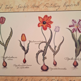 Placemat - Onderzetter met Tulpen