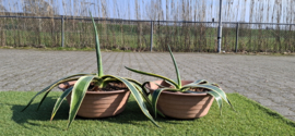 Agave Planten 2 stuks