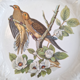 Alfred Meakin - Birds of America - Bord - Verzamelen