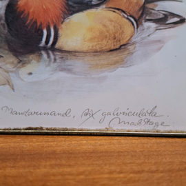 Achterhoekse Kaneelbeschuit - Blik - Mandarijneend