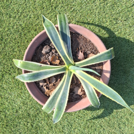 Agave Planten 2 stuks