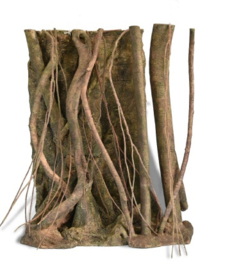 Tropical Forest Roots