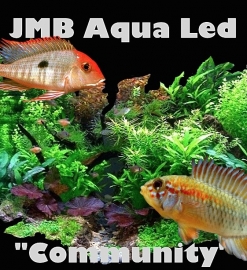 JMB - "SMD" - Community - WIT / ROOD -
