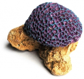 Koraal #45 (8 x 6 x 6CM)