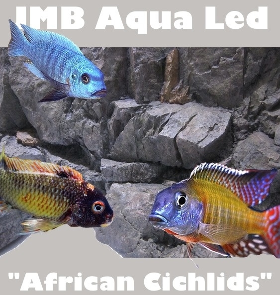JMB - "SMD" - African Cichlids -