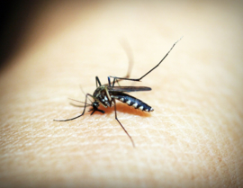 Malariamuggen