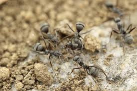 Informatie mieren bestrijden