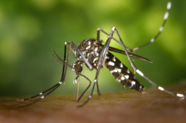 Informatie over muggen