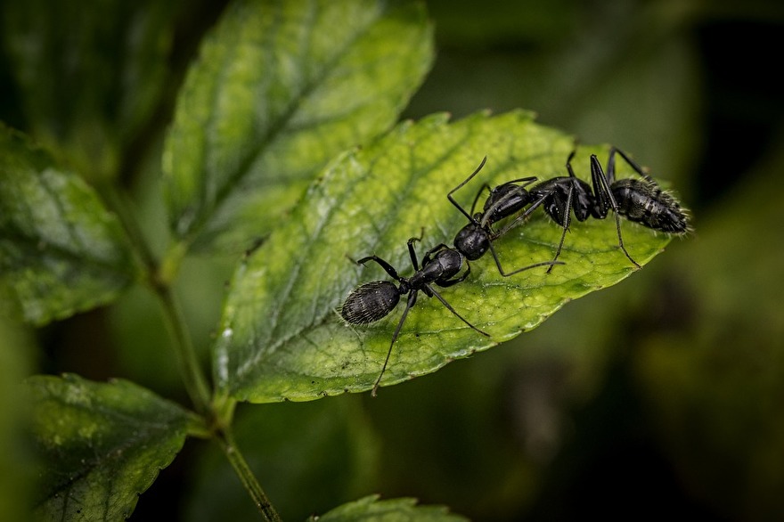 mieren in planten bestrijden