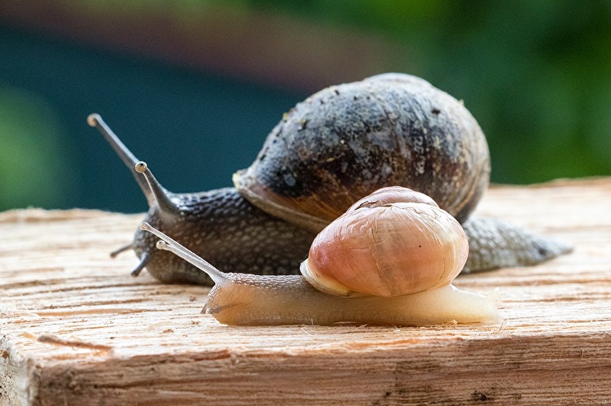 Middelen tegen slakken