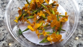 Anise blossom / Geel | | Koppert Cress | 2 x bakje 50stuks 